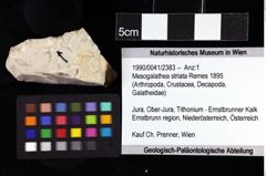 Foto (Objket + Etiketten) von Mesogalathea striata (Remes 1895) 